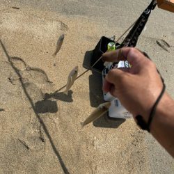 夏休みのキス釣り報告です