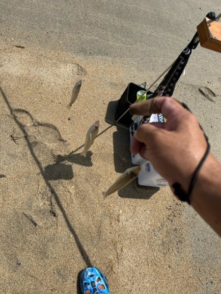 夏休みのキス釣り報告です