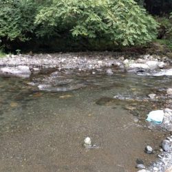 湖北の漁協のない川でのアユの友釣り