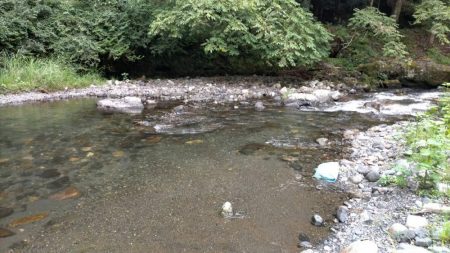 湖北の漁協のない川でのアユの友釣り