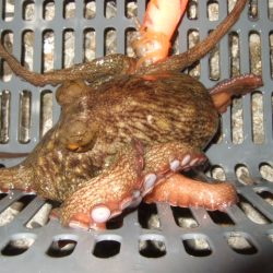 夕方からのタコ爆乗り