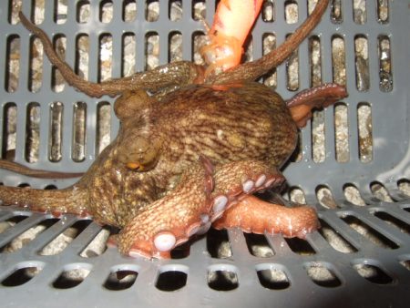 夕方からのタコ爆乗り