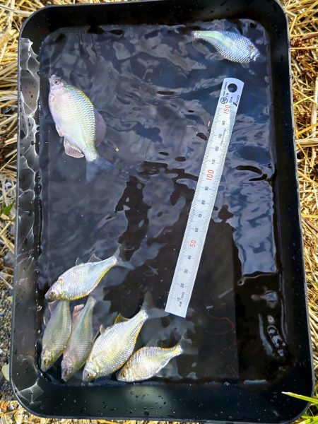 京都南部でタナゴ釣り