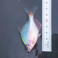 奈良の大型バラタナゴ