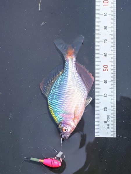 奈良の大型バラタナゴ