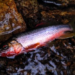 短時間チャビング