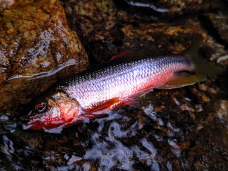 短時間チャビング