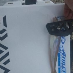 久々の愛知県での釣りは