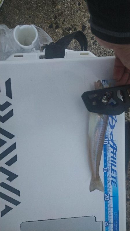 久々の愛知県での釣りは