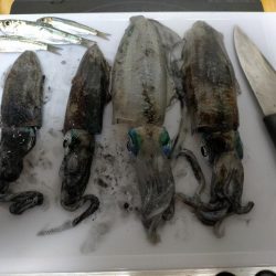 沖縄でエギング