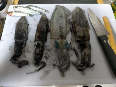 沖縄でエギング