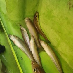 荒川屋からキス釣り