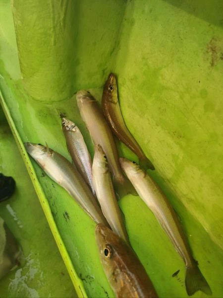 荒川屋からキス釣り