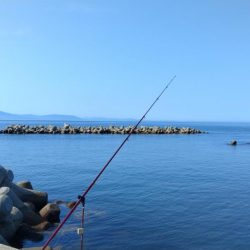 魚住漁港のキス調査