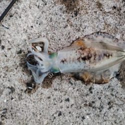 新子アオリ狩り@鹿児島