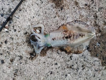 新子アオリ狩り@鹿児島