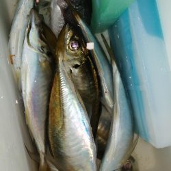 まだまだ釣れます