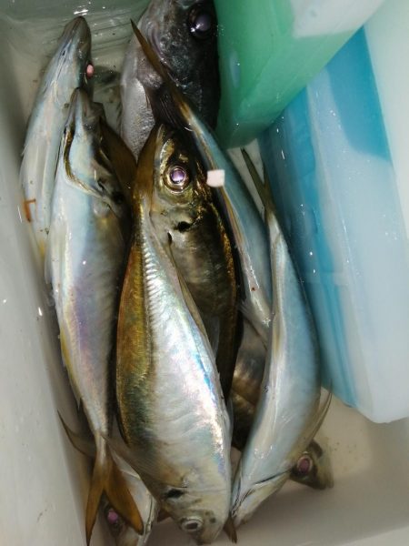 まだまだ釣れます