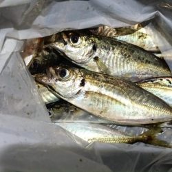 2024/08/18 大阪ライトゲーム釣行