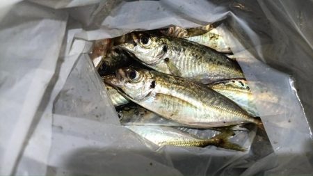 2024/08/18 大阪ライトゲーム釣行