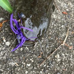 デイ見えナマズ56cm