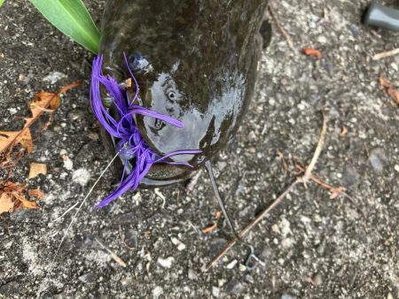 デイ見えナマズ56cm