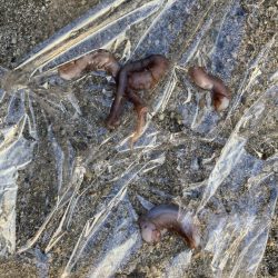 ⭐︎サイズは良き