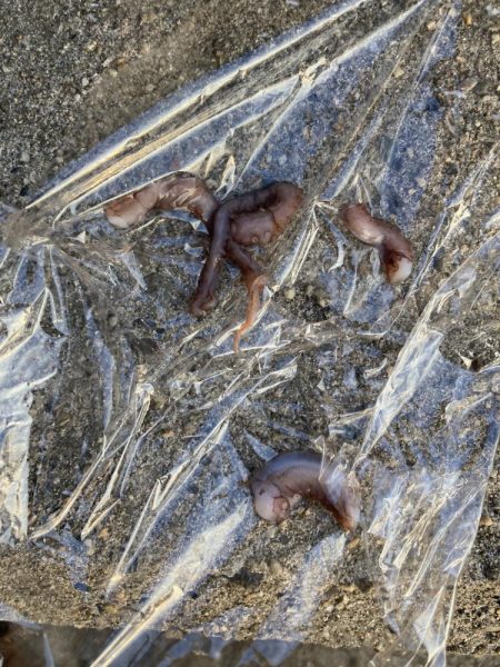 ⭐︎サイズは良き