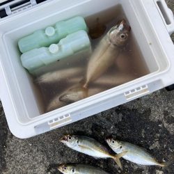 ⭐︎1センチの壁