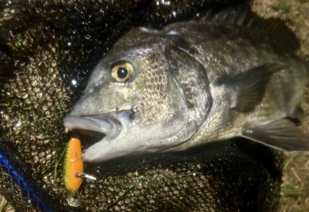 連日のヌーチ調査とフック試し