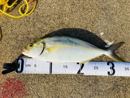 ライトショアジギング