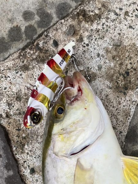 ライトショアジギング