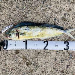 釣れてる人に倣え