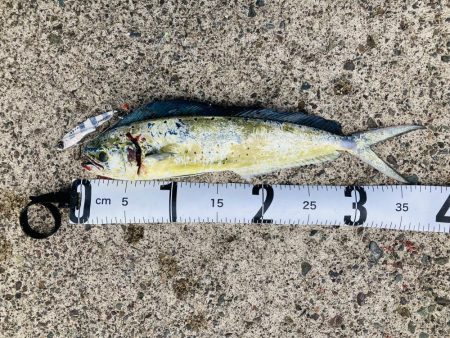 釣れてる人に倣え