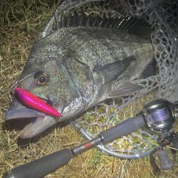 稚魚に沸くチヌ!23キャッチ!