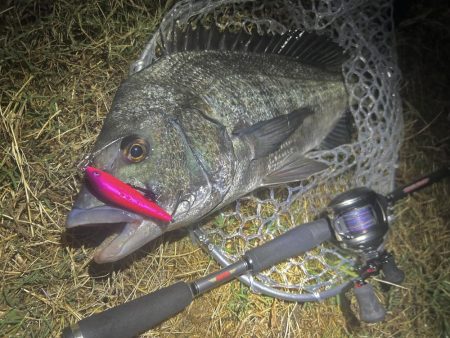 稚魚に沸くチヌ!23キャッチ!