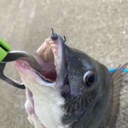 活性高かったが2枚