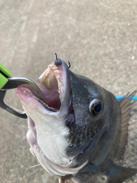 活性高かったが2枚