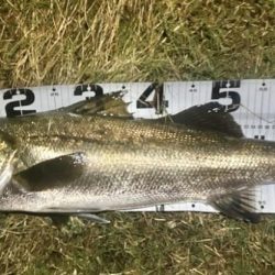 台風直前の浮きハゼ祭り