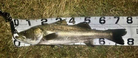 台風直前の浮きハゼ祭り