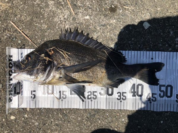 イチノ兄弟、釣果！