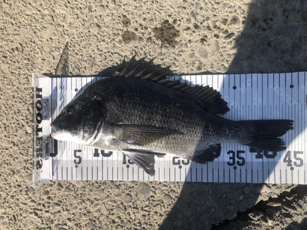 イチノ兄弟、釣果!