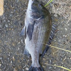 イチノ兄弟、釣果!