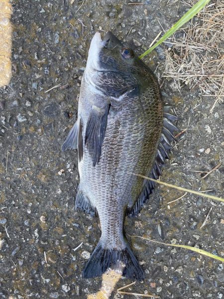 イチノ兄弟、釣果!