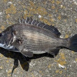 イチノ兄弟、釣果!