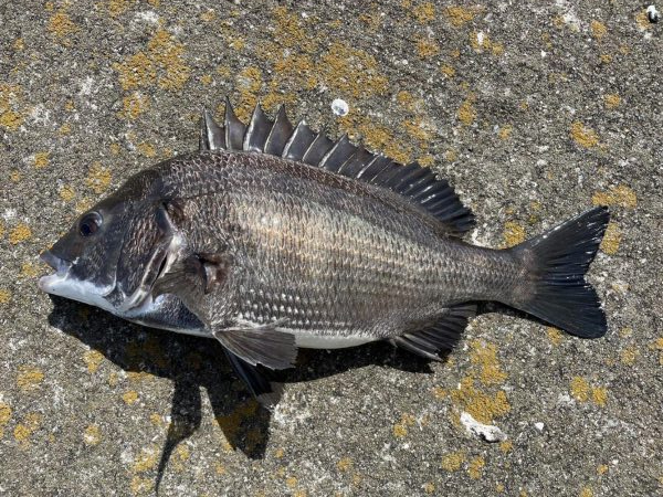 イチノ兄弟、釣果!