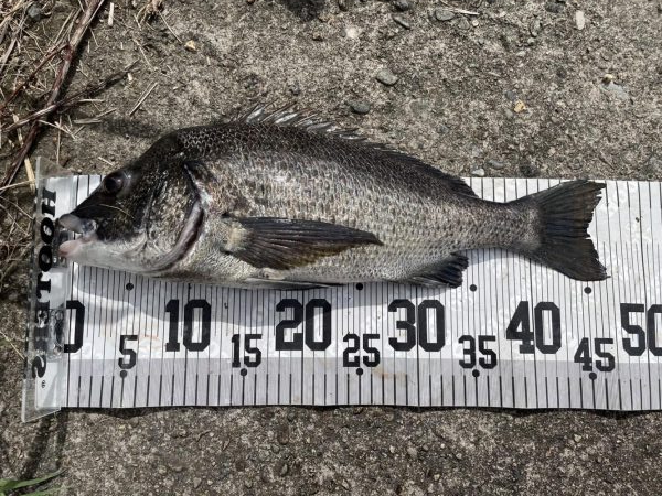 イチノ兄弟、釣果!