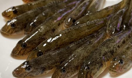 この時期にしては良型が多く、今後さらに期待…