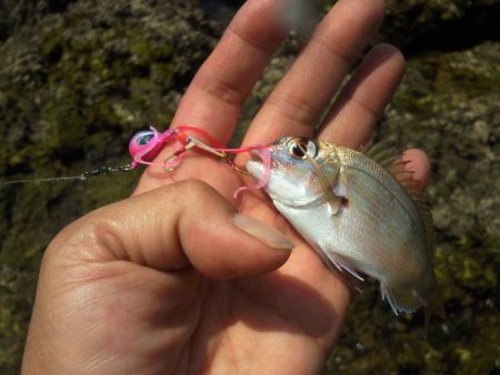 あまり釣れませんでした