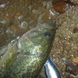 連休ラストバス